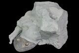 Wide Enrolled Isotelus Trilobite - Ohio #70920-2